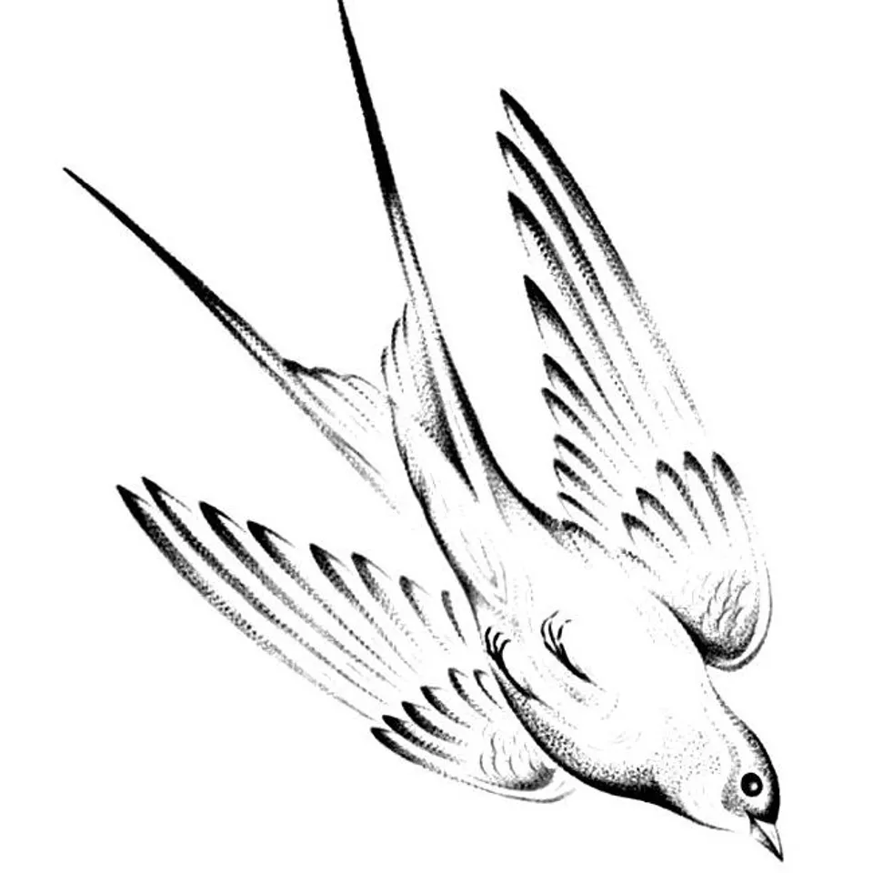 Flash « Hirondelle »